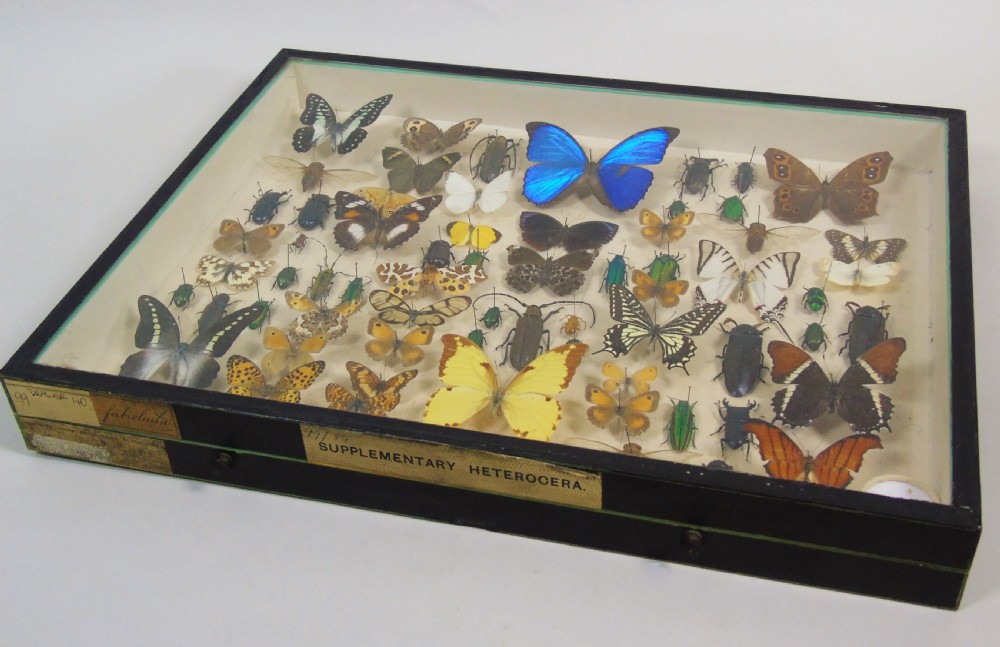 Antique Butterfly and Insect Specimens Collection View VII
