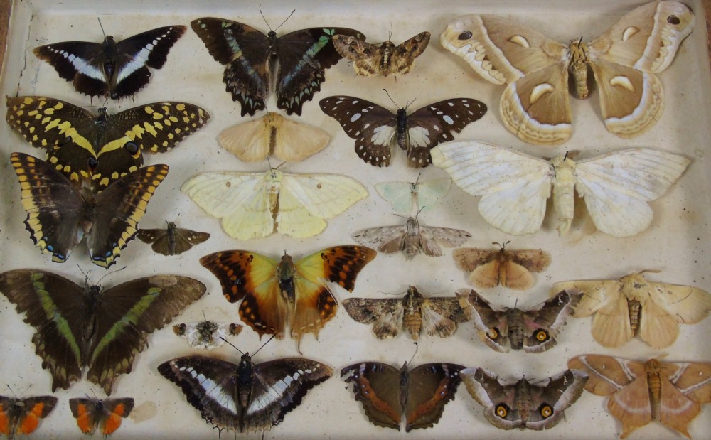 Antique Butterfly & Moth Cased Specimen Collection View II