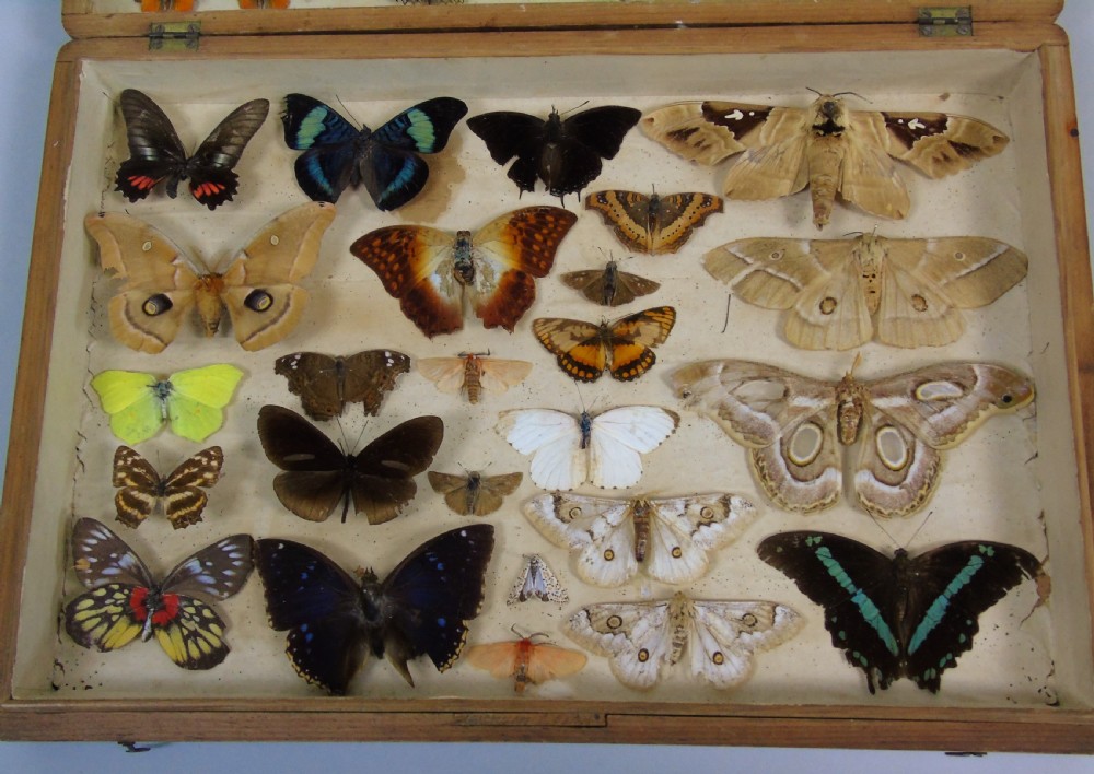 Antique Butterfly & Moth Cased Specimen Collection View III