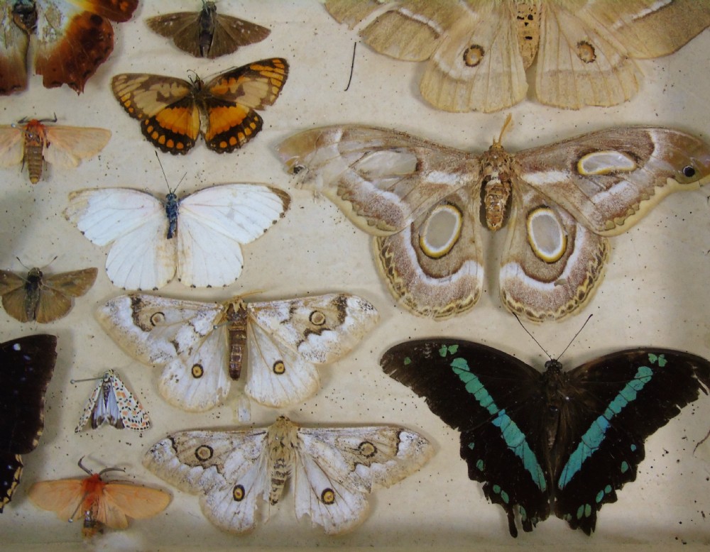 Antique Butterfly & Moth Cased Specimen Collection View IV