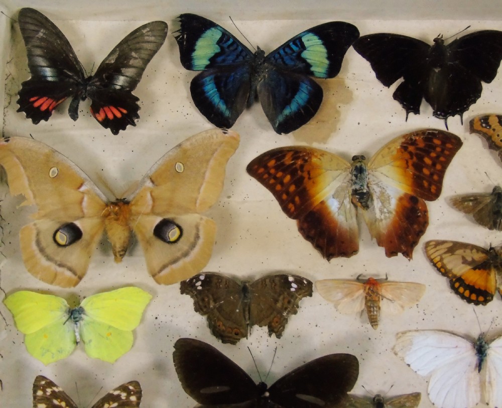 Antique Butterfly & Moth Cased Specimen Collection View V