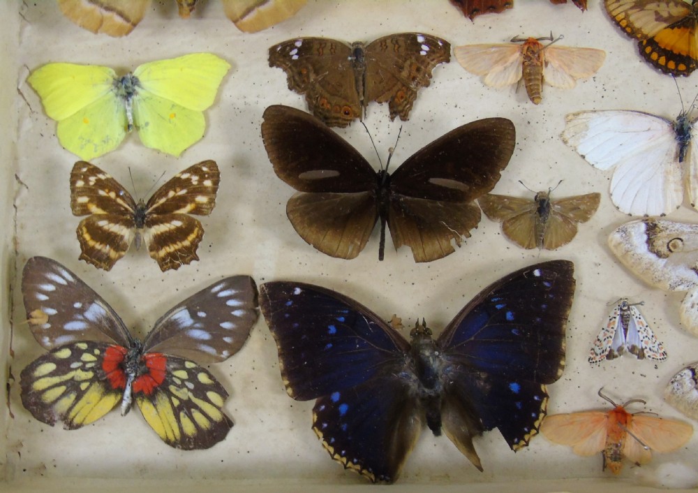 Antique Butterfly & Moth Cased Specimen Collection View VI