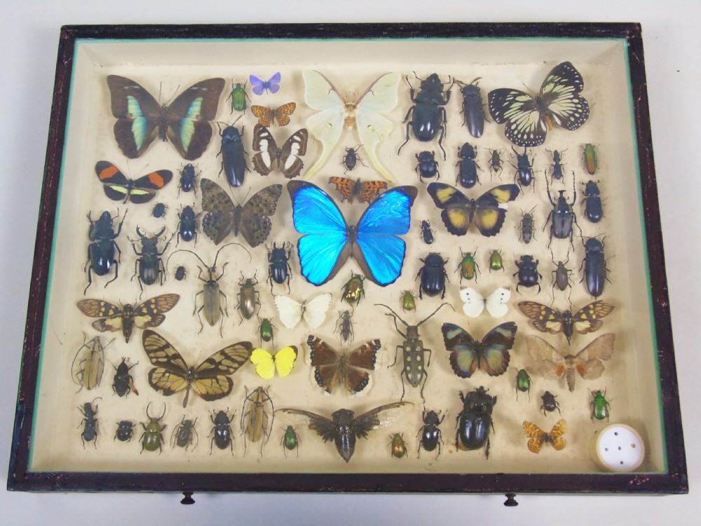 Antique Butterfly and Insect Specimens Collection