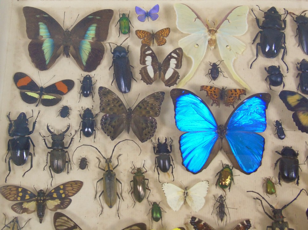 Antique Butterfly and Insect Specimens Collection View II