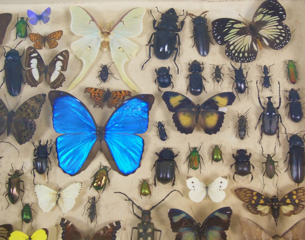 Antique Butterfly and Insect Specimens Collection View III