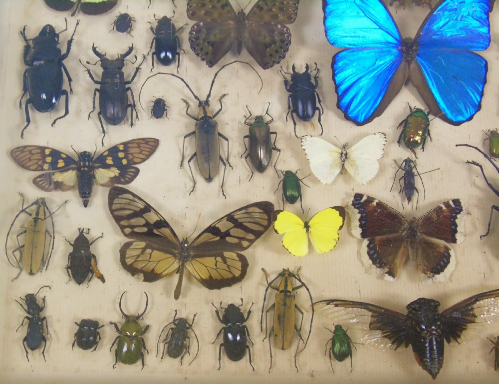 Antique Butterfly and Insect Specimens Collection View IV