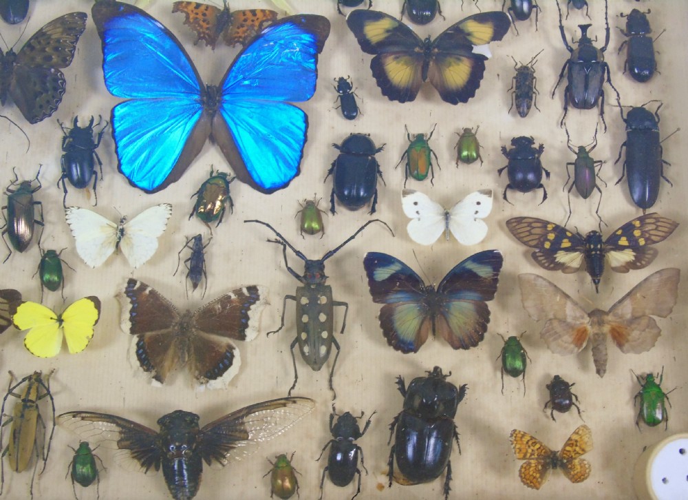 Antique Butterfly and Insect Specimens Collection View V
