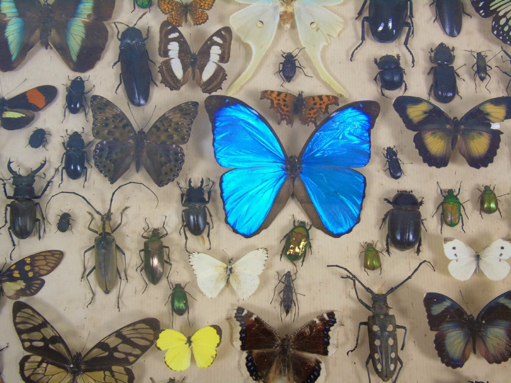 Antique Butterfly and Insect Specimens Collection View VI