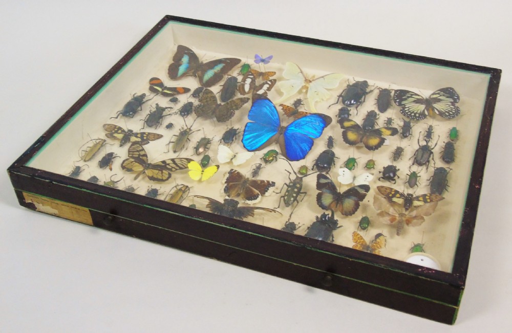 Antique Butterfly and Insect Specimens Collection View VII
