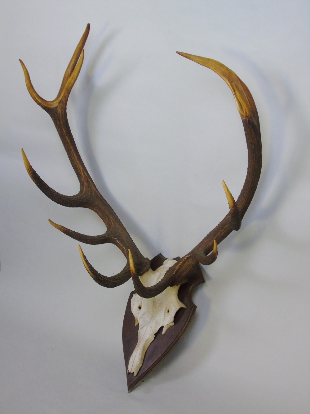 Large Set of Antique Antlers on Shield Hunting Trophy View II