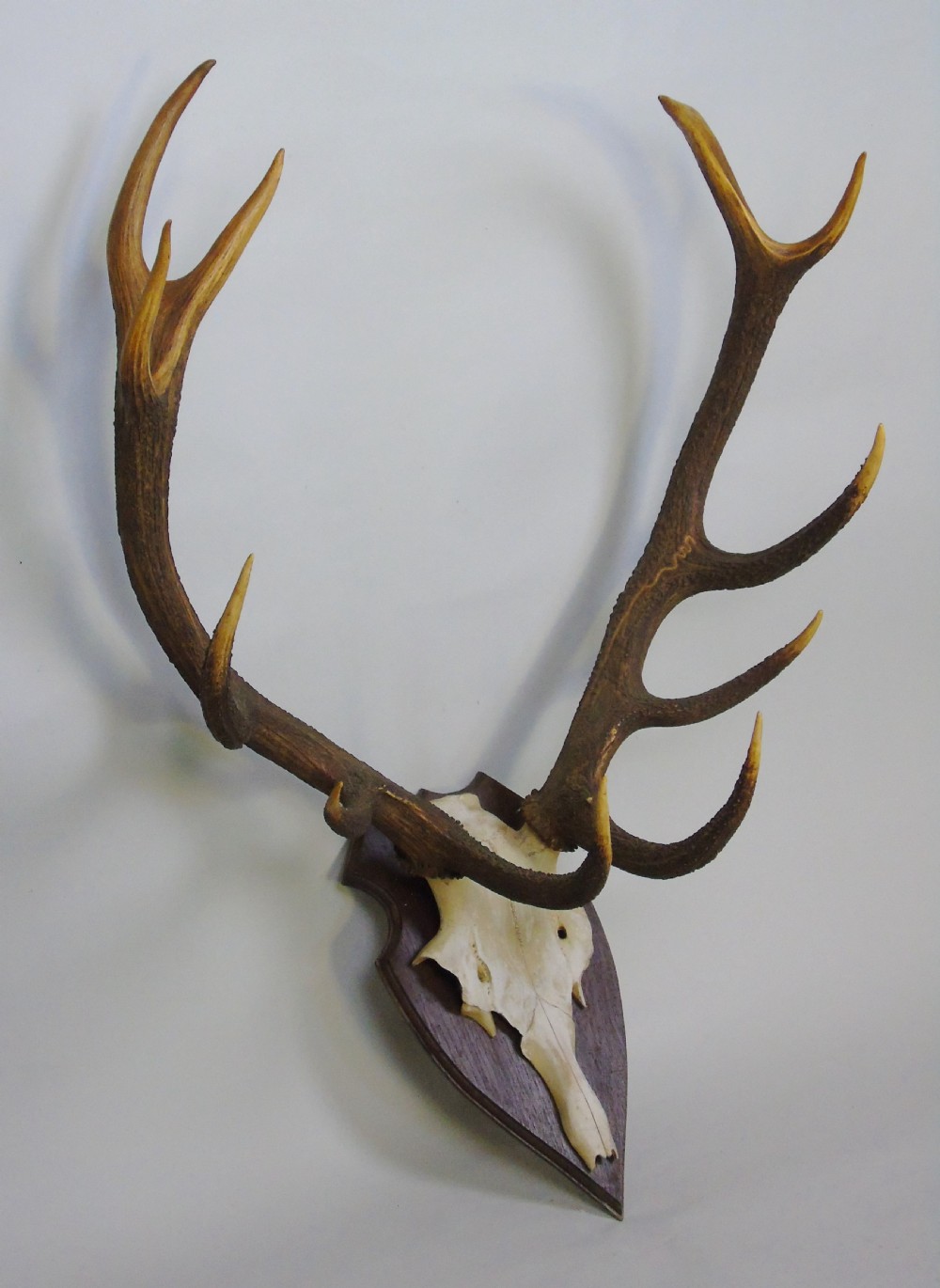 Large Set of Antique Antlers on Shield Hunting Trophy View III