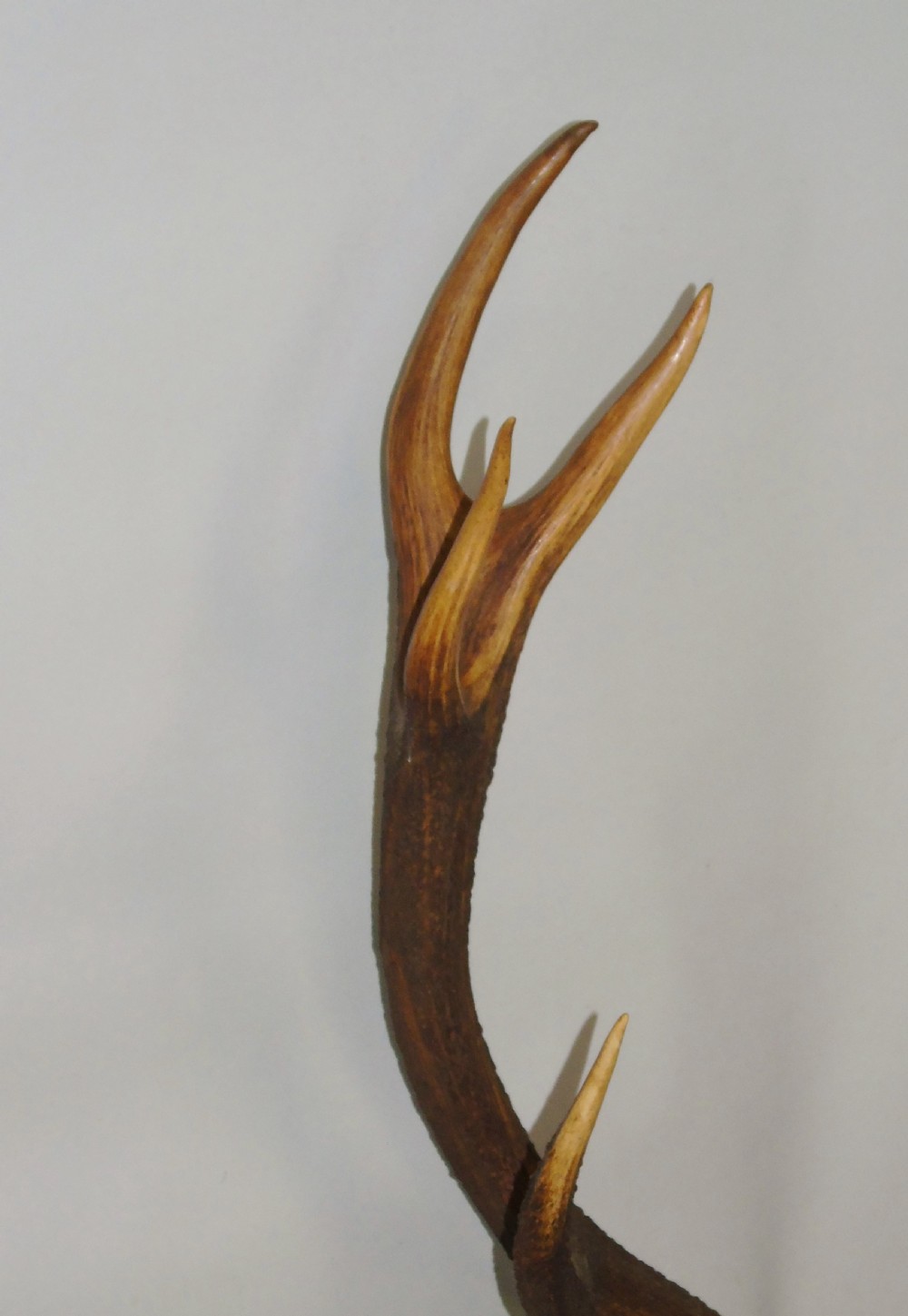 Large Set of Antique Antlers on Shield Hunting Trophy View IV