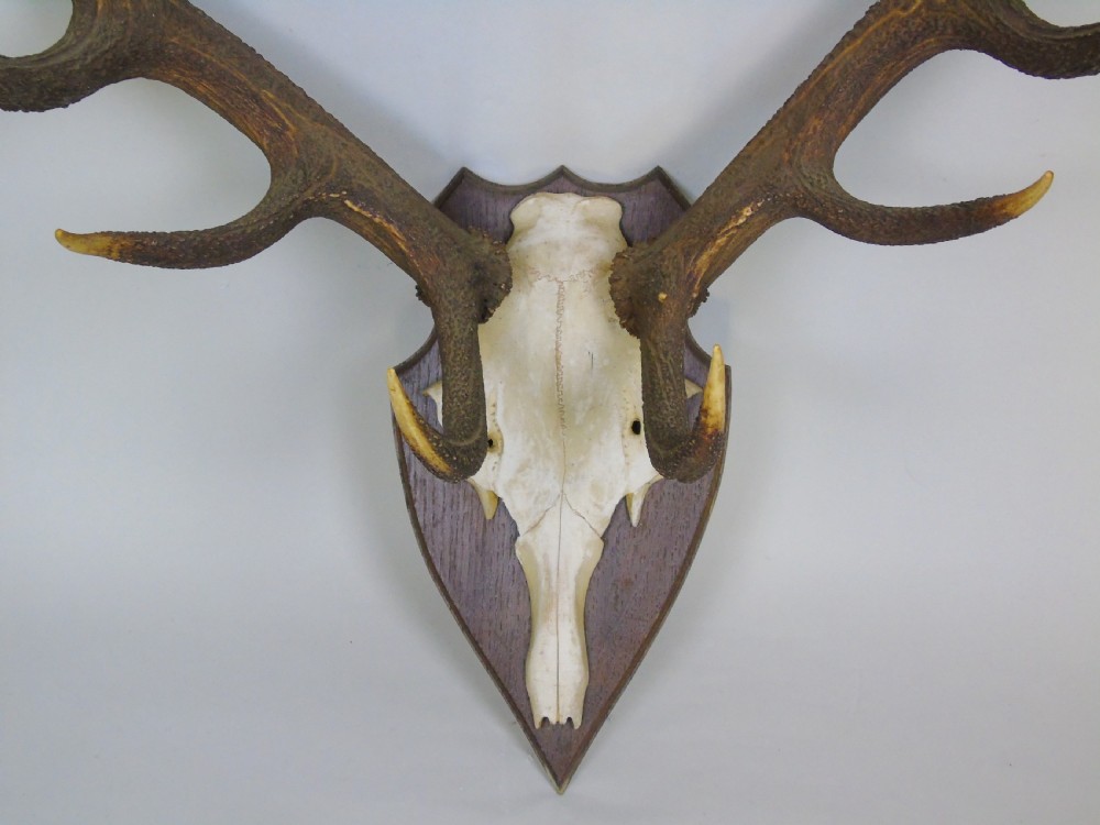 Large Set of Antique Antlers on Shield Hunting Trophy View V