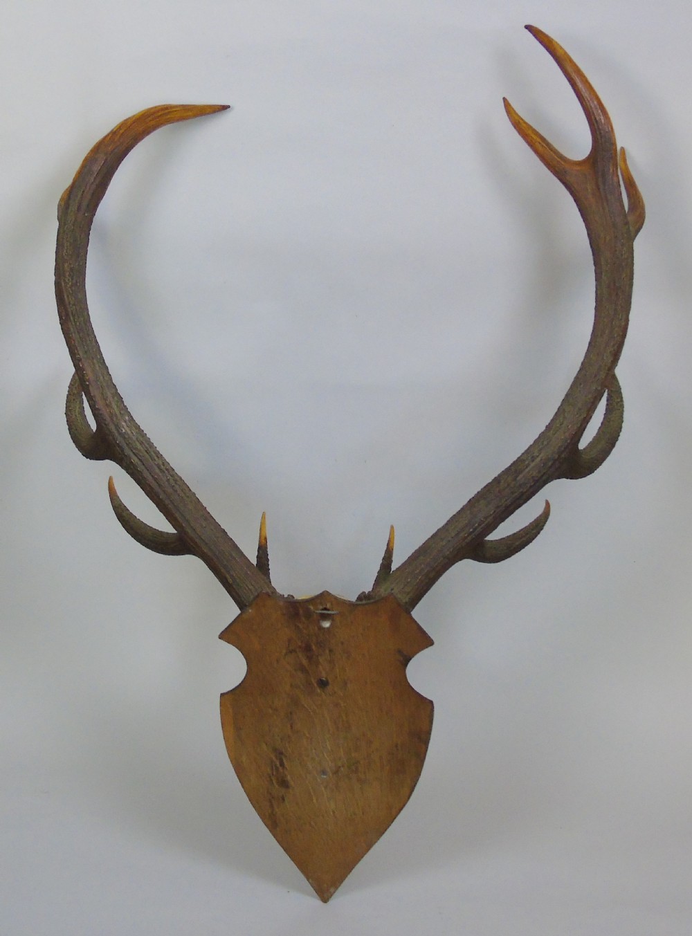 Large Set of Antique Antlers on Shield Hunting Trophy View VI