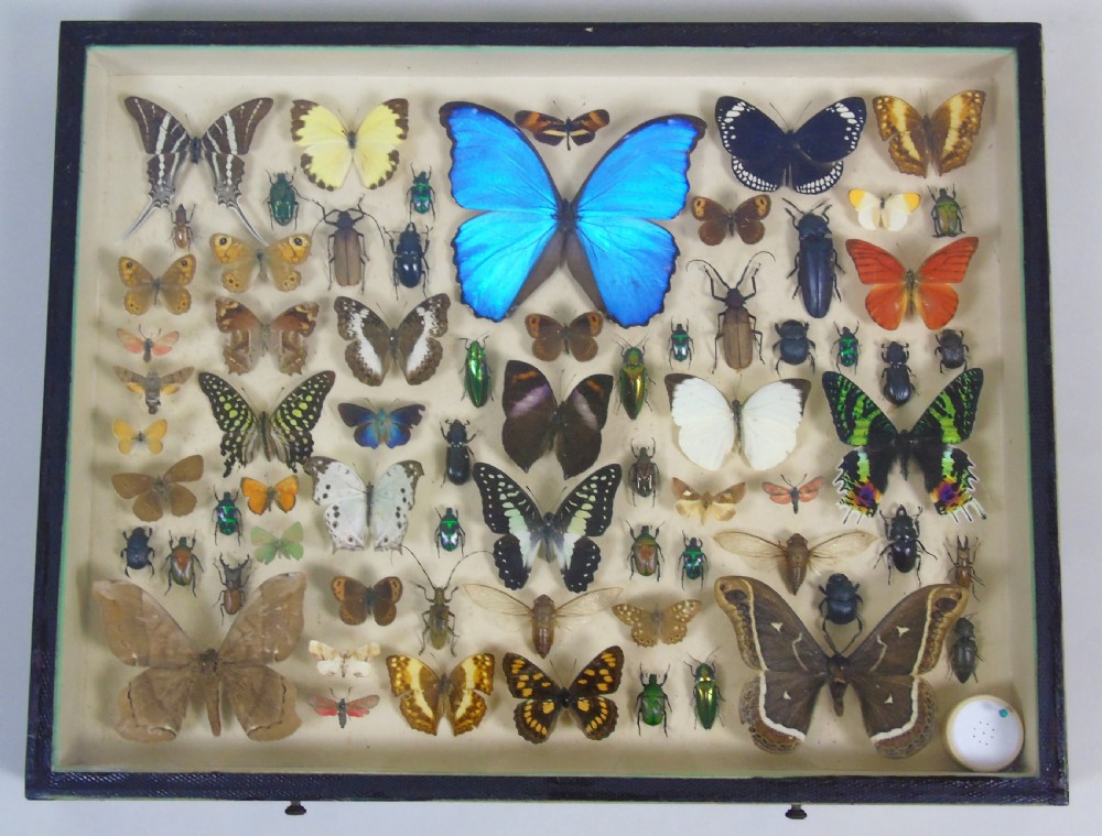 Antique Butterfly and Insect Specimens Collection