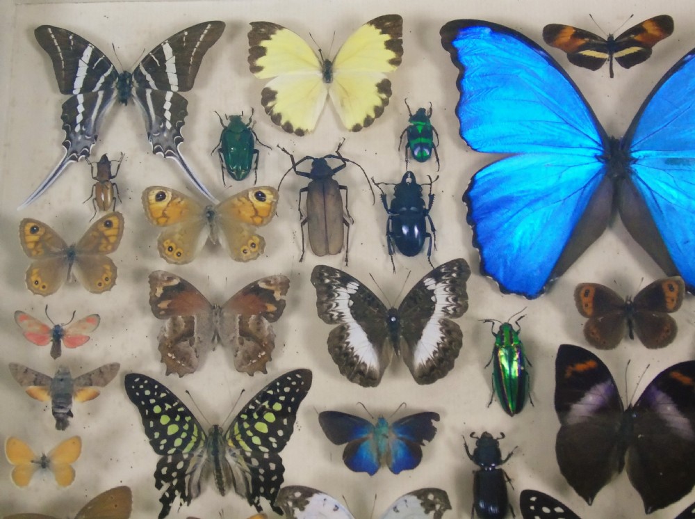 Antique Butterfly and Insect Specimens Collection View II