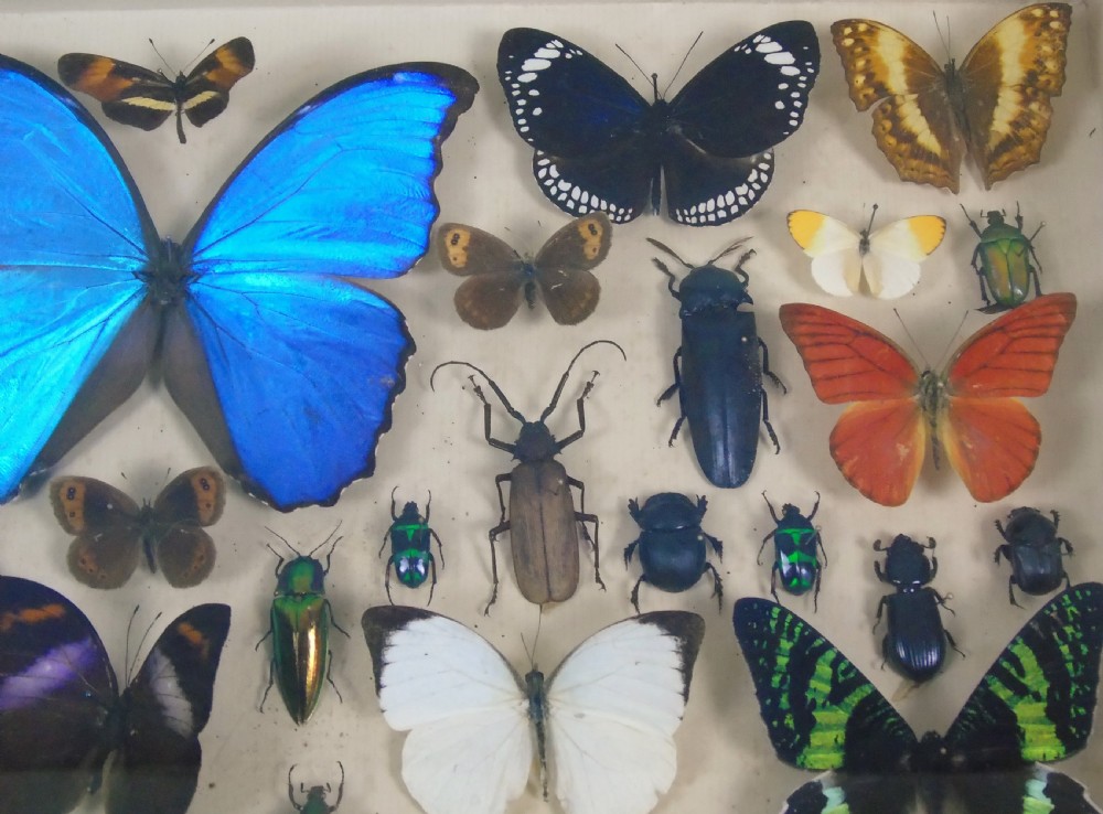 Antique Butterfly and Insect Specimens Collection View III