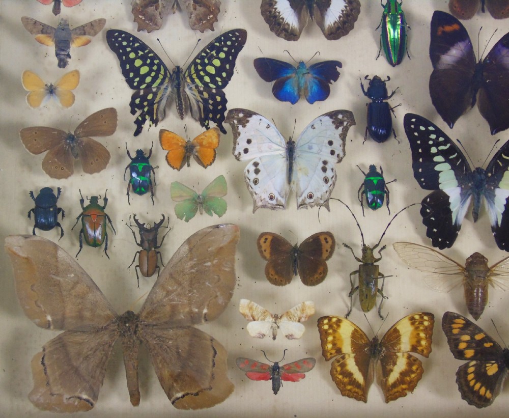 Antique Butterfly and Insect Specimens Collection View IV
