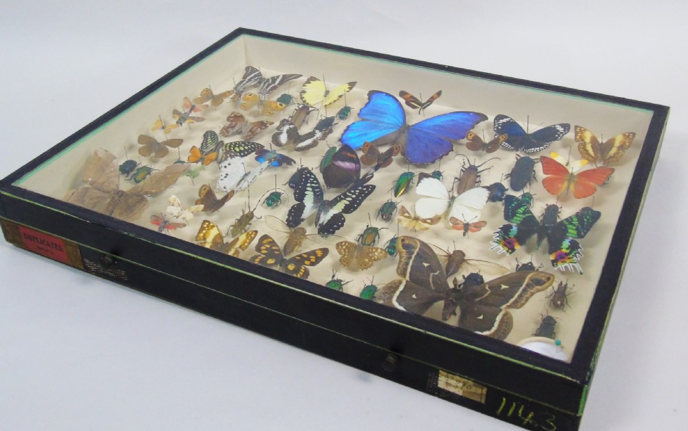 Antique Butterfly and Insect Specimens Collection View V