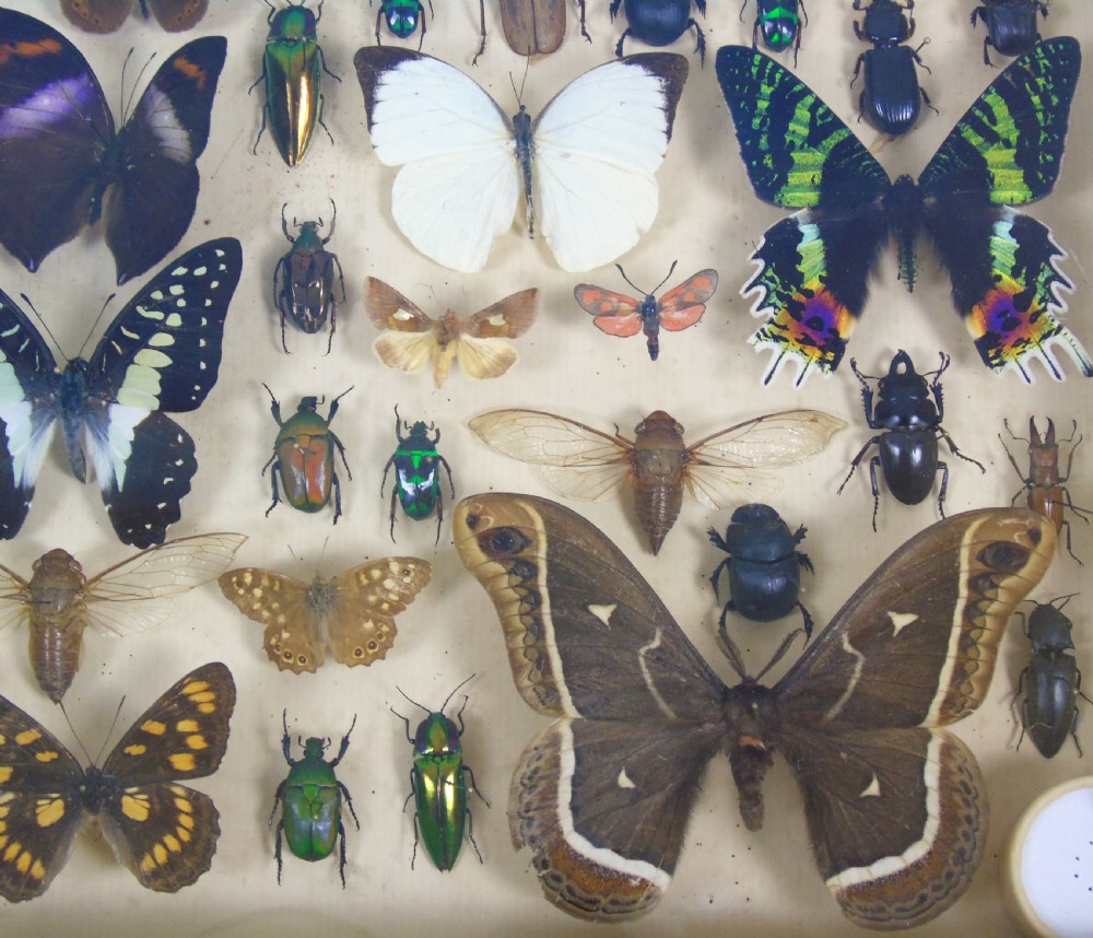 Antique Butterfly and Insect Specimens Collection View VI