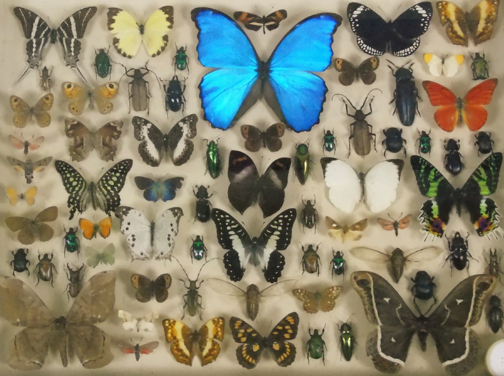 Antique Butterfly and Insect Specimens Collection View VII