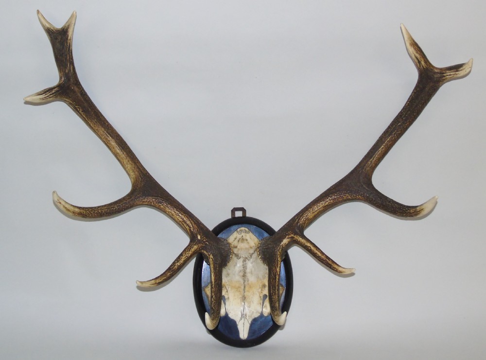 Good Set of Antique Antlers on Ebonised Shield Hunting Trophy