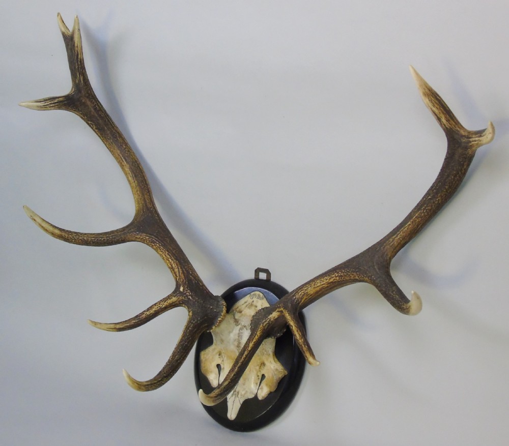 Good Set of Antique Antlers on Ebonised Shield Hunting Trophy View II