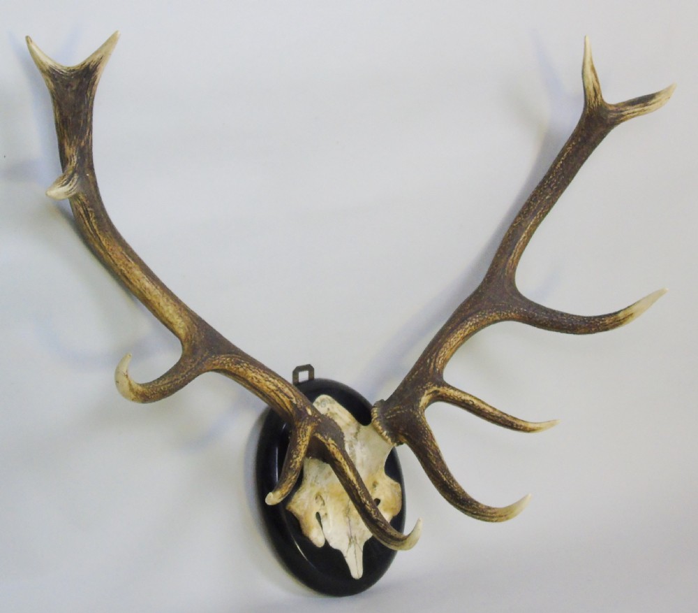 Good Set of Antique Antlers on Ebonised Shield Hunting Trophy View III