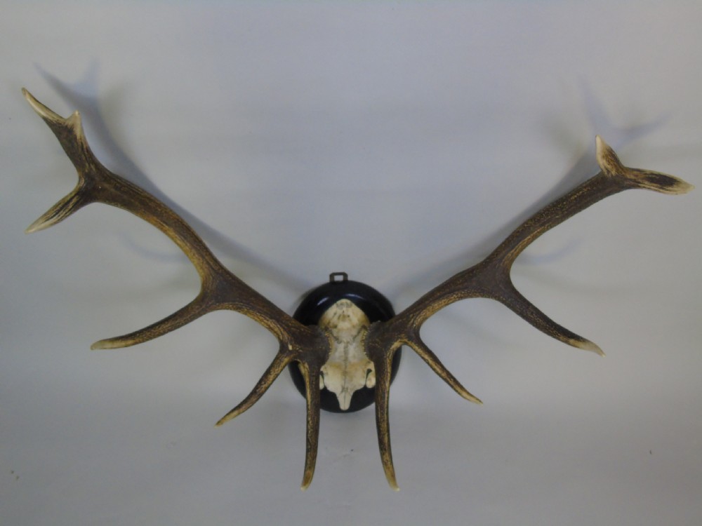 Good Set of Antique Antlers on Ebonised Shield Hunting Trophy View IV