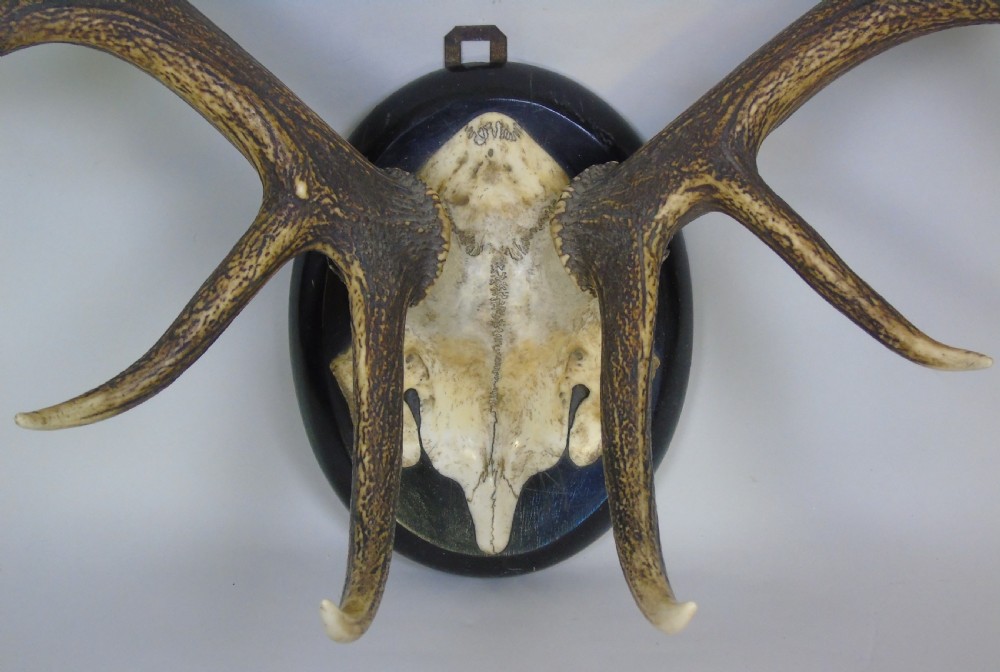 Good Set of Antique Antlers on Ebonised Shield Hunting Trophy View V