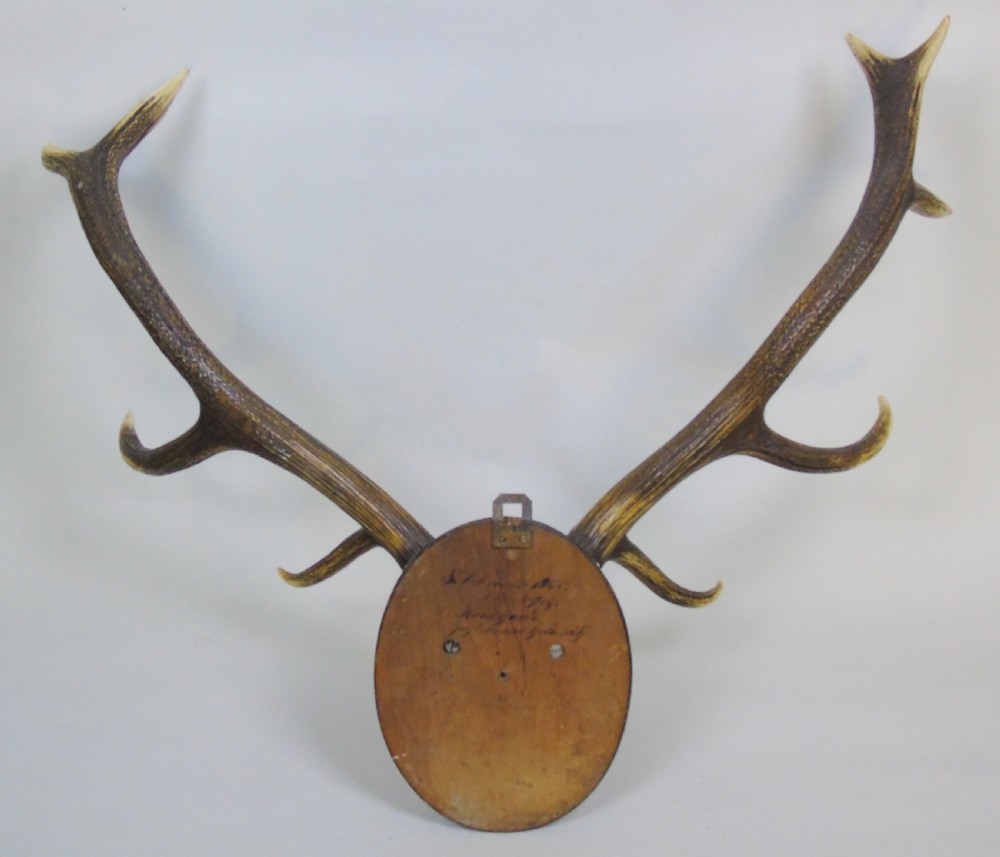 Good Set of Antique Antlers on Ebonised Shield Hunting Trophy View VI