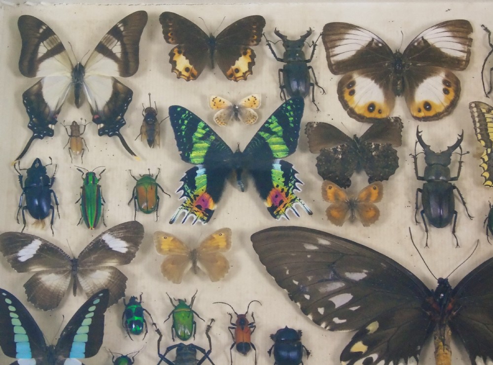 Antique Butterfly and Insect Specimens Collection View II
