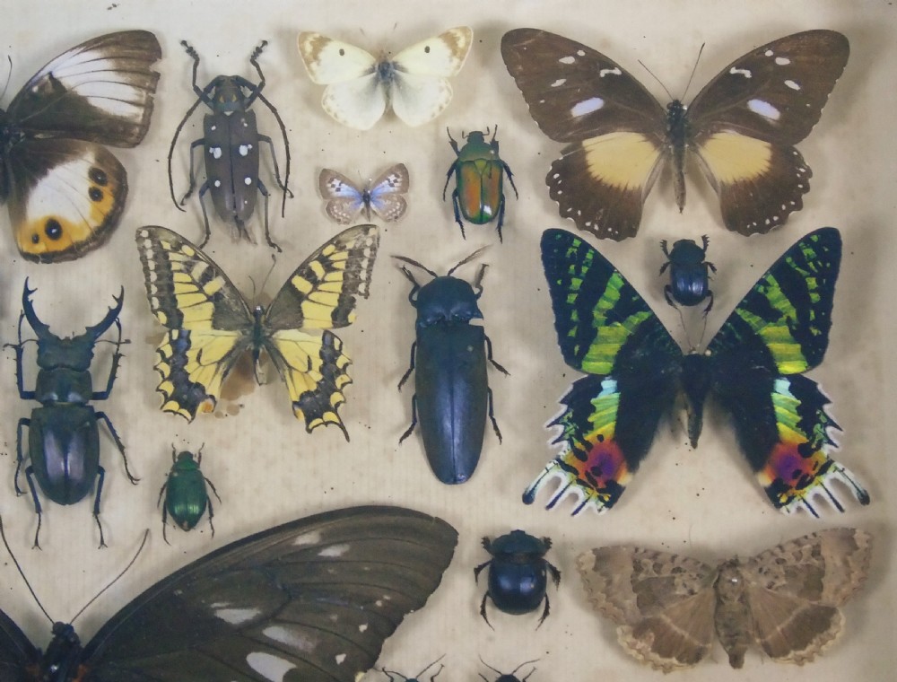 Antique Butterfly and Insect Specimens Collection View III