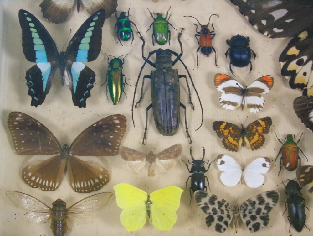 Antique Butterfly and Insect Specimens Collection View IV