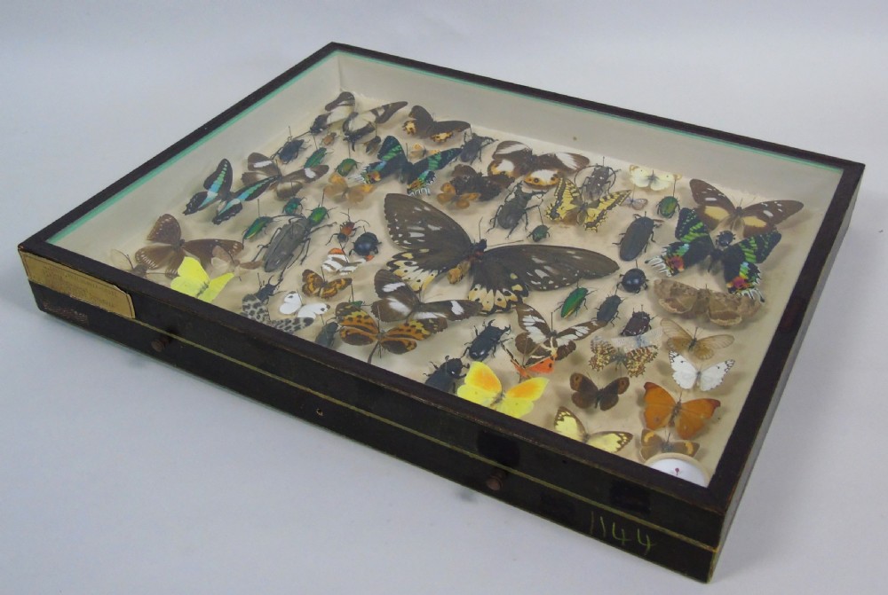 Antique Butterfly and Insect Specimens Collection View V