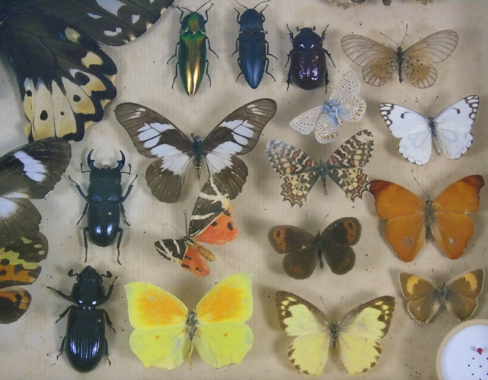 Antique Butterfly and Insect Specimens Collection View VI