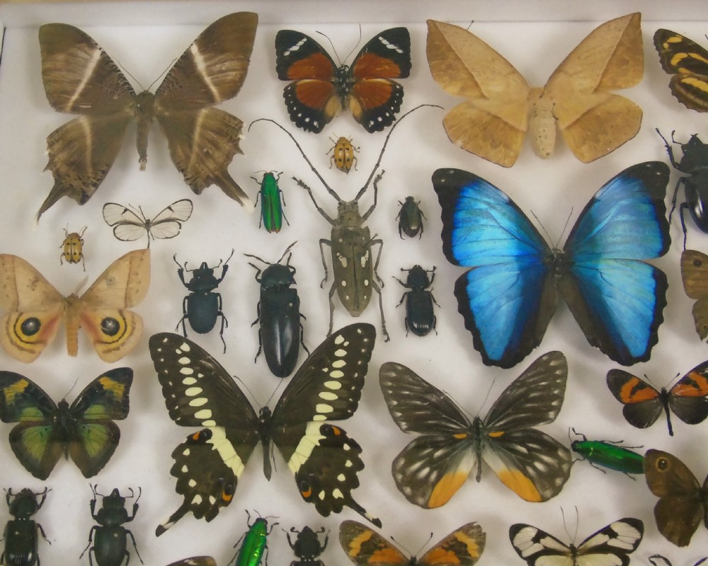 Antique Butterfly and Insect Specimens Collection View II