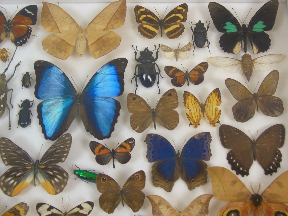Antique Butterfly and Insect Specimens Collection View III