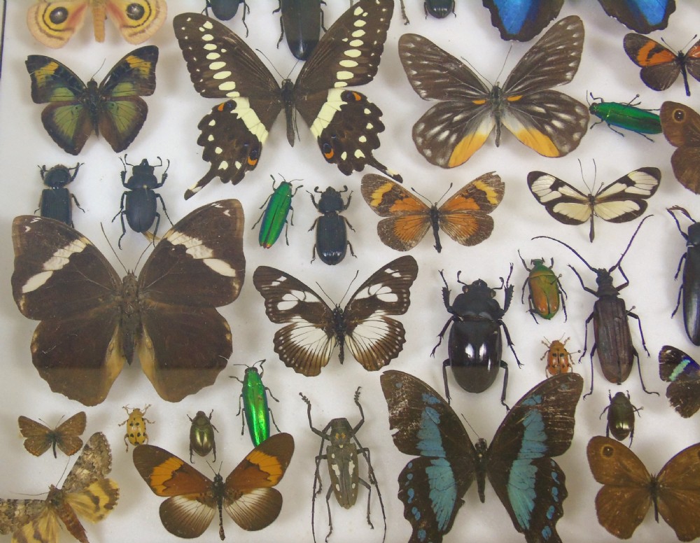 Antique Butterfly and Insect Specimens Collection View IV