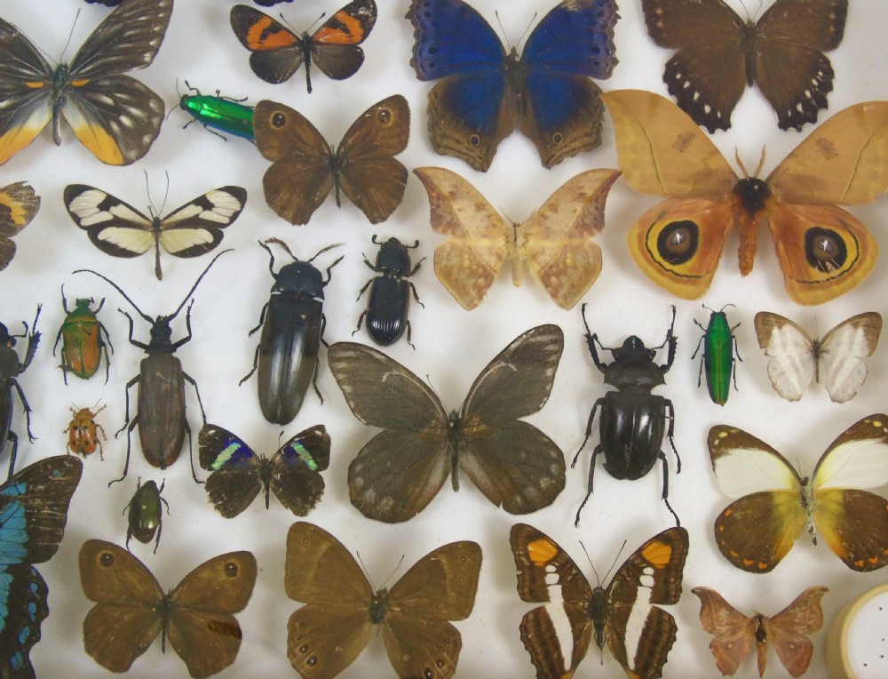 Antique Butterfly and Insect Specimens Collection View V