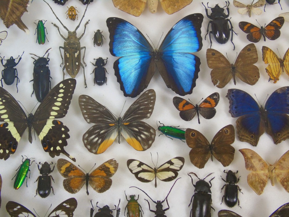 Antique Butterfly and Insect Specimens Collection View VI