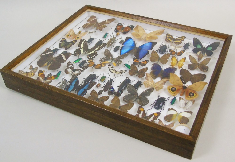 Antique Butterfly and Insect Specimens Collection View VII