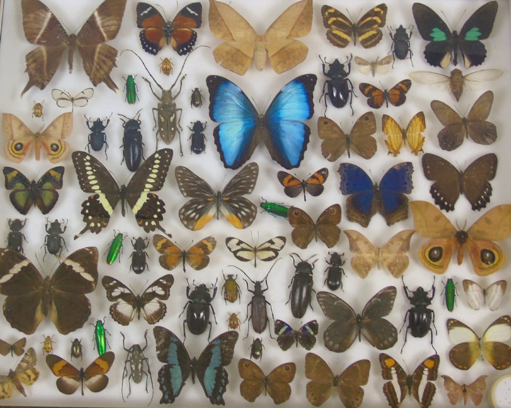 Antique Butterfly and Insect Specimens Collection View VIII