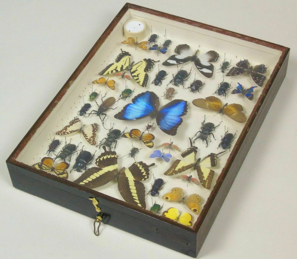 Antique Butterfly and Insect Specimen Collection