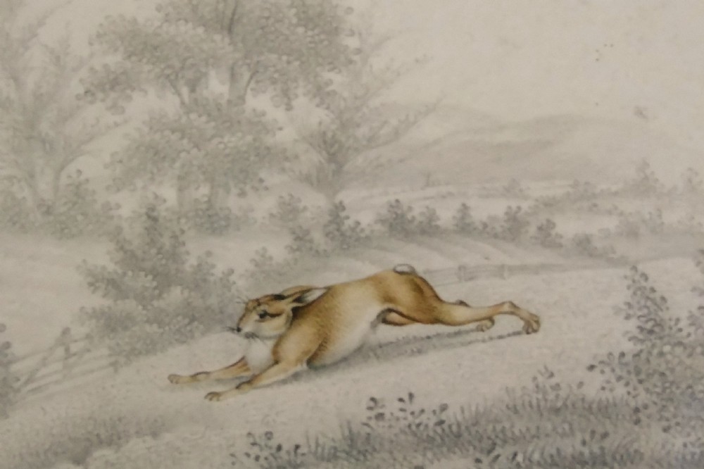 Antique Watercolour Painting Hare 19th Century View V