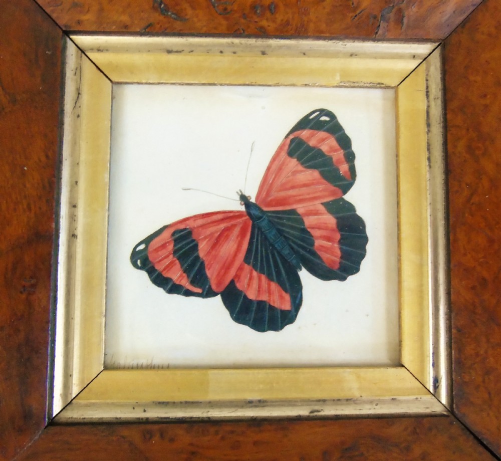 Antique Watercolour Painting Butterfly 19th Century View IV