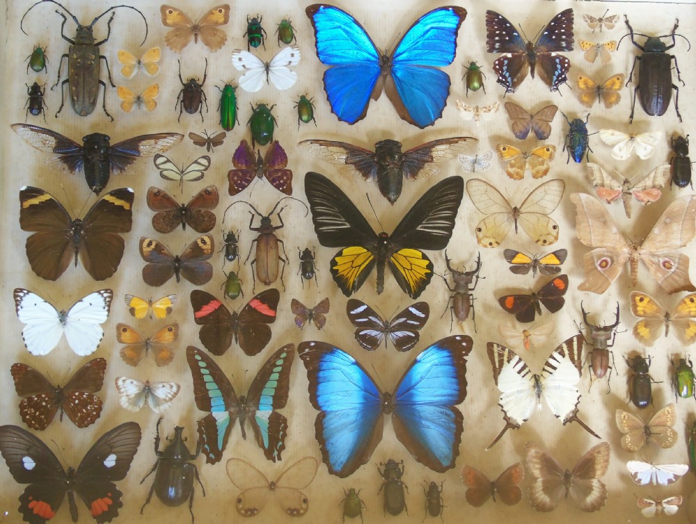 Large Antique Specimen Butterfly and Insect Case View II
