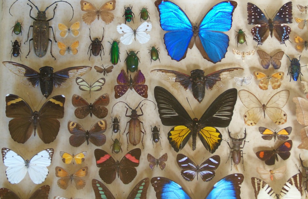 Large Antique Specimen Butterfly and Insect Case View III