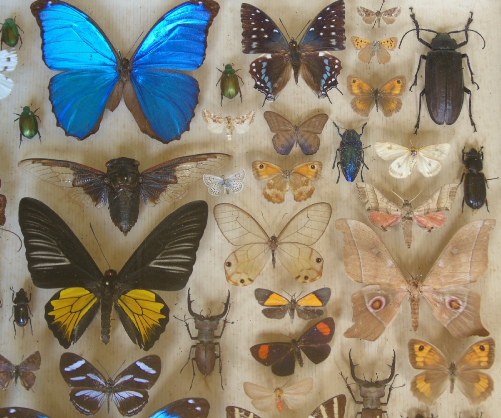 Large Antique Specimen Butterfly and Insect Case View IV