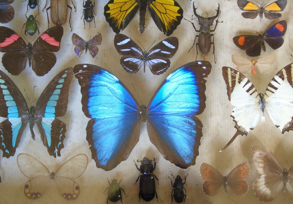 Large Antique Specimen Butterfly and Insect Case View V